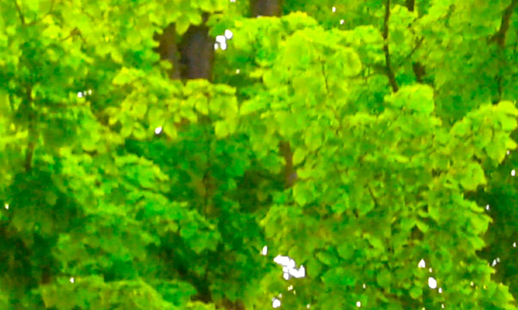 blurred leaves