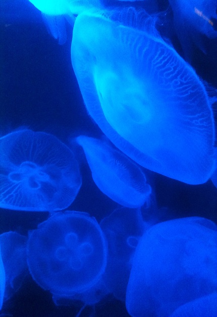 Jelly Fishes in Singapore Acquarium