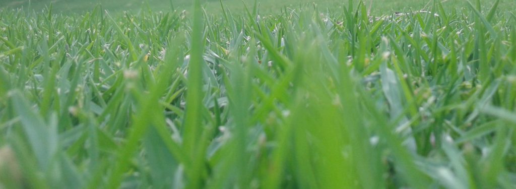 grass, Melbourne